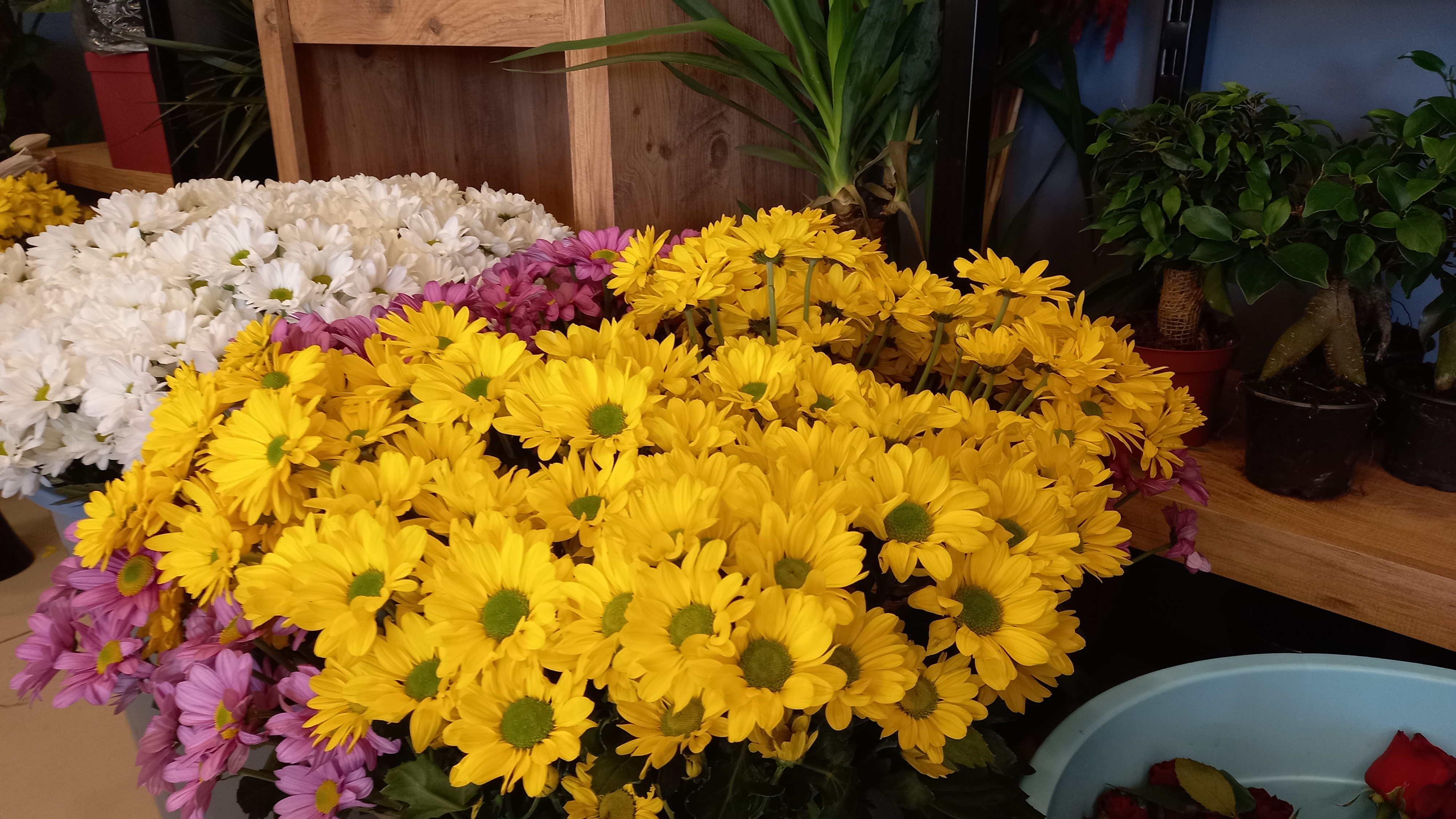 LAVİNİA ÇİÇEK ATÖLYESİ